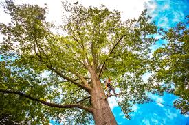 Ponchatoula, LA Tree Removal Company