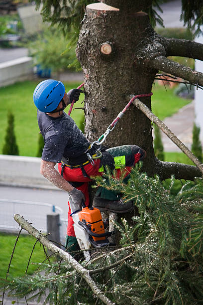 How Our Tree Care Process Works  in  Ponchatoula, LA